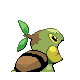 Turtwig