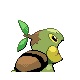 Turtwig