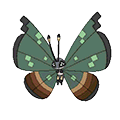 Jungle Vivillon