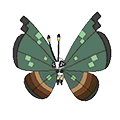 Jungle Vivillon