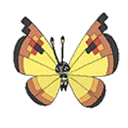 Continental Vivillon