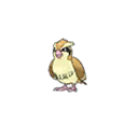 Pidgey