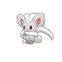 Cinccino