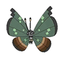 Jungle Vivillon