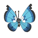 Marine Vivillon