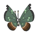 Jungle Vivillon